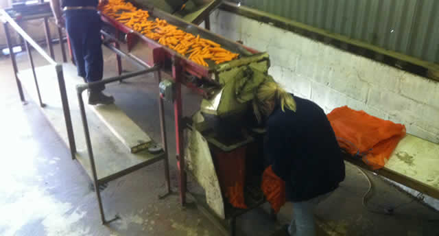 Overhead view of swede processing at Good Hope Farm